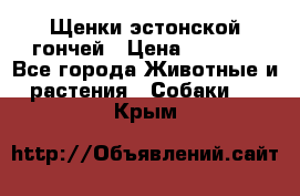 Щенки эстонской гончей › Цена ­ 7 000 - Все города Животные и растения » Собаки   . Крым